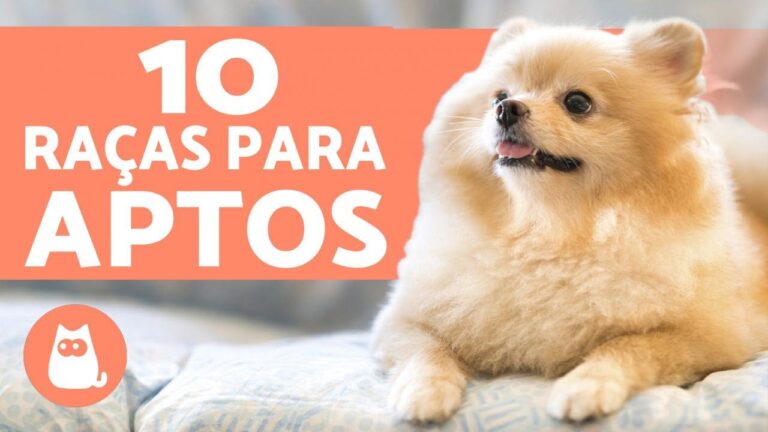 Raças de cães pequenos ideais para apartamentos