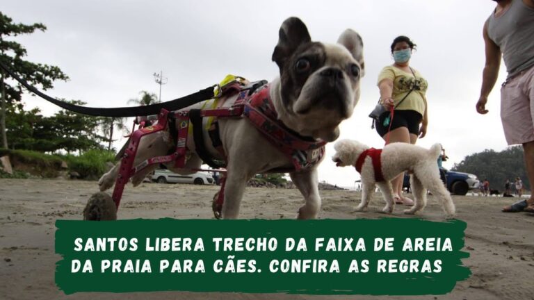 Caes na Praia: Dicas para um Dia Perfeito