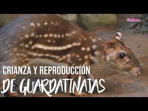 Explorando o Tus Santander Noturno: Guia Completo