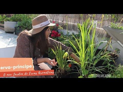 Citronela vs. Erva Príncipe: Benefícios e Usos Essenciais